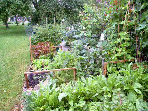 sorrel and chard in the foreground.
