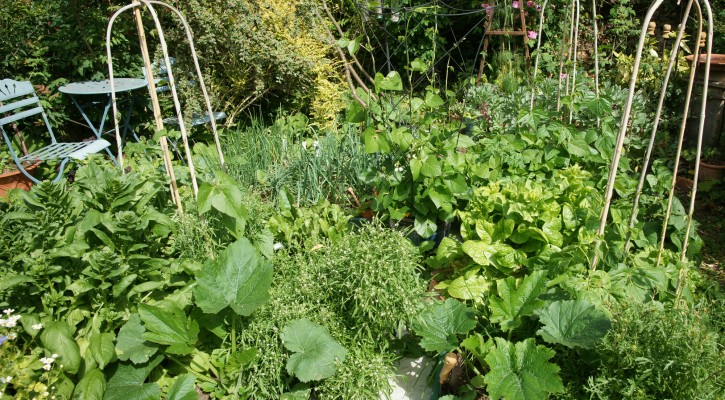 Four raised beds filled with vegetables and herbs in Summer 2013