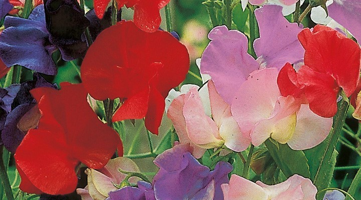 Sweet Pea Seeds - Old Fashioned Mixed