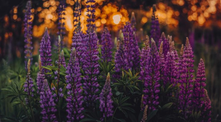 perennial border plants