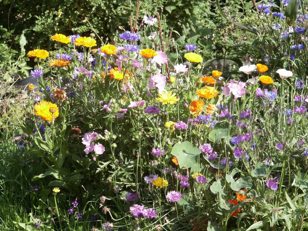Annuals grown from seed in an eco-friendly potager