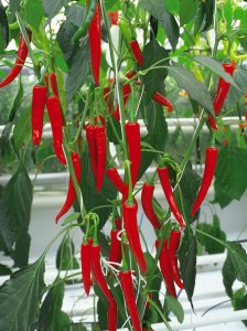 Grafted chilli 'Fireflame F1'
