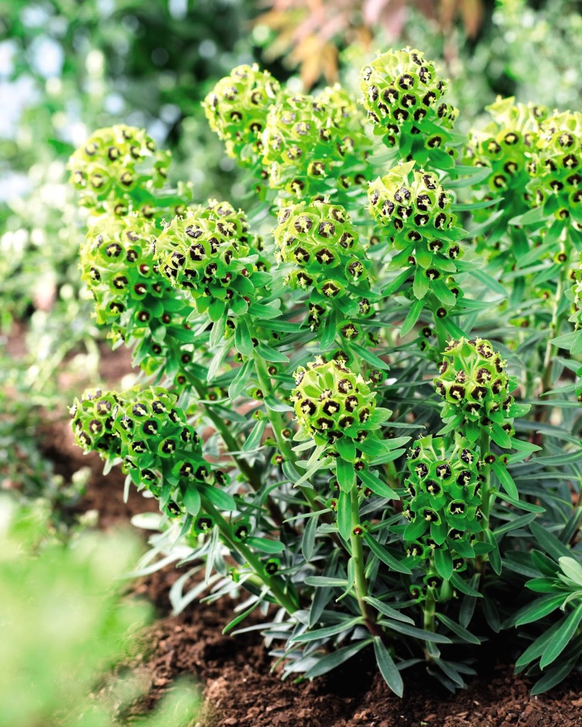 A spring-time delight - and good for early bees, too.