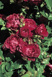 Rose ‘Cardinal Hume
