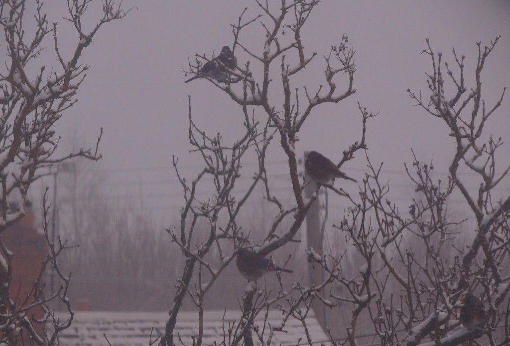 Fieldfares in the lilac, shrouded in mist; we feed the on blemished apples