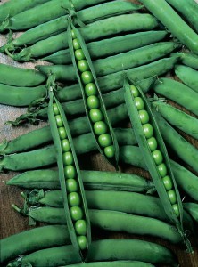 'Hurst Greencrop' Peas 