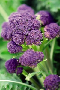  Purple Sprouting Broccoli