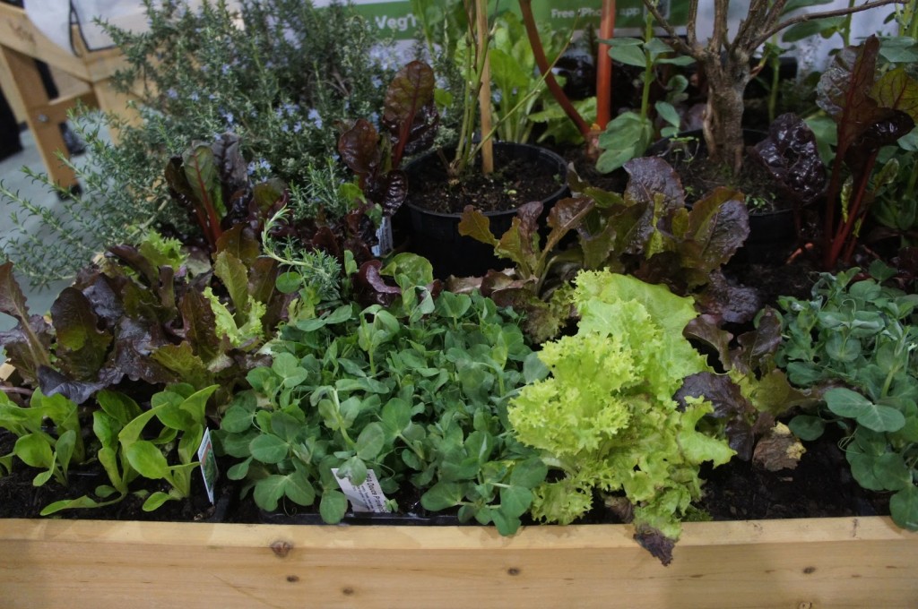 Vegetables, herbs and growing spaces were just a part of TEGS 2013