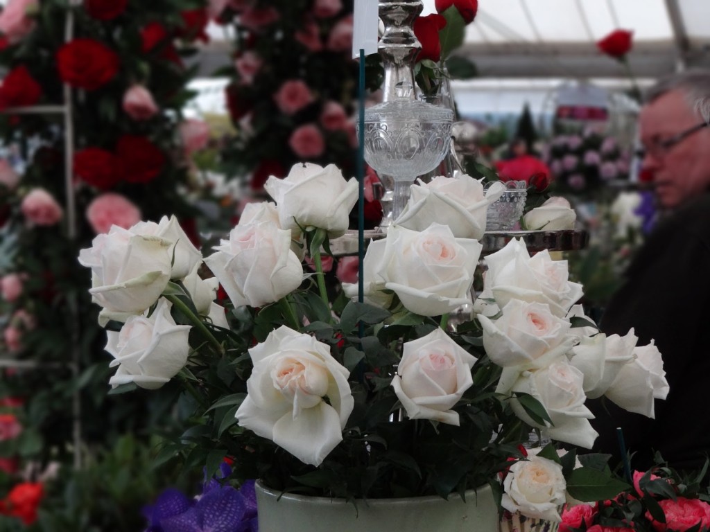 Perfect blooms in the Floral Marquee at Malvern