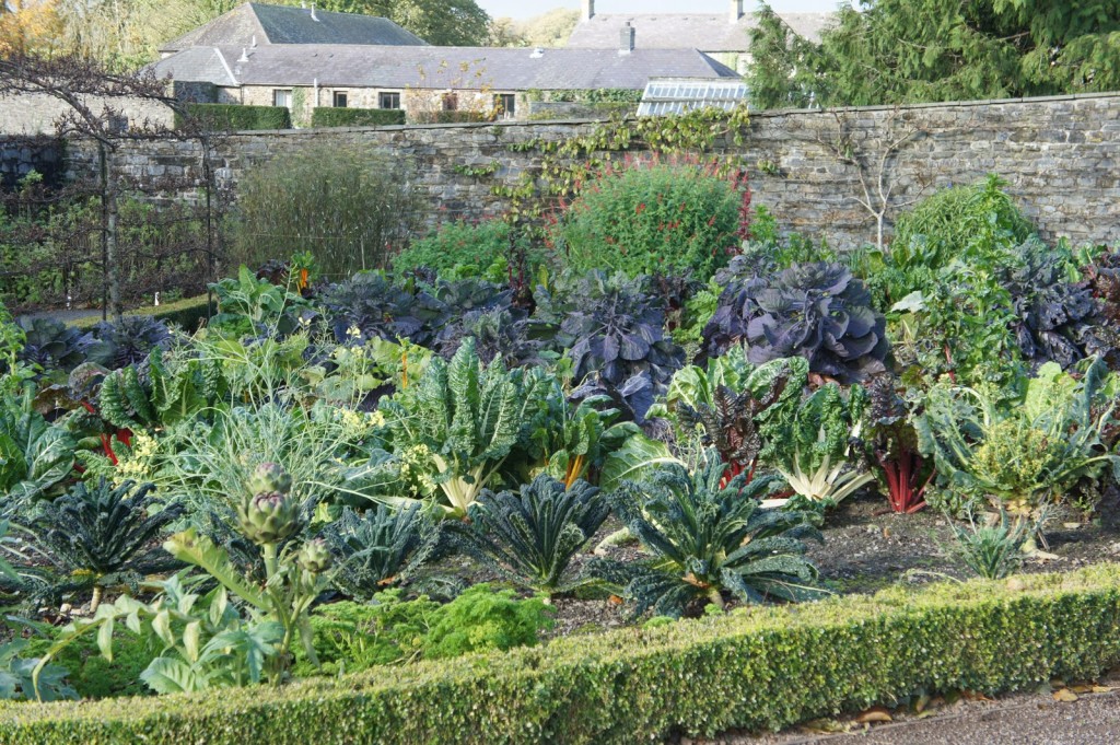 A mixed bed of brassicas is as decorative as it is useful (Aberglasney, Wales)