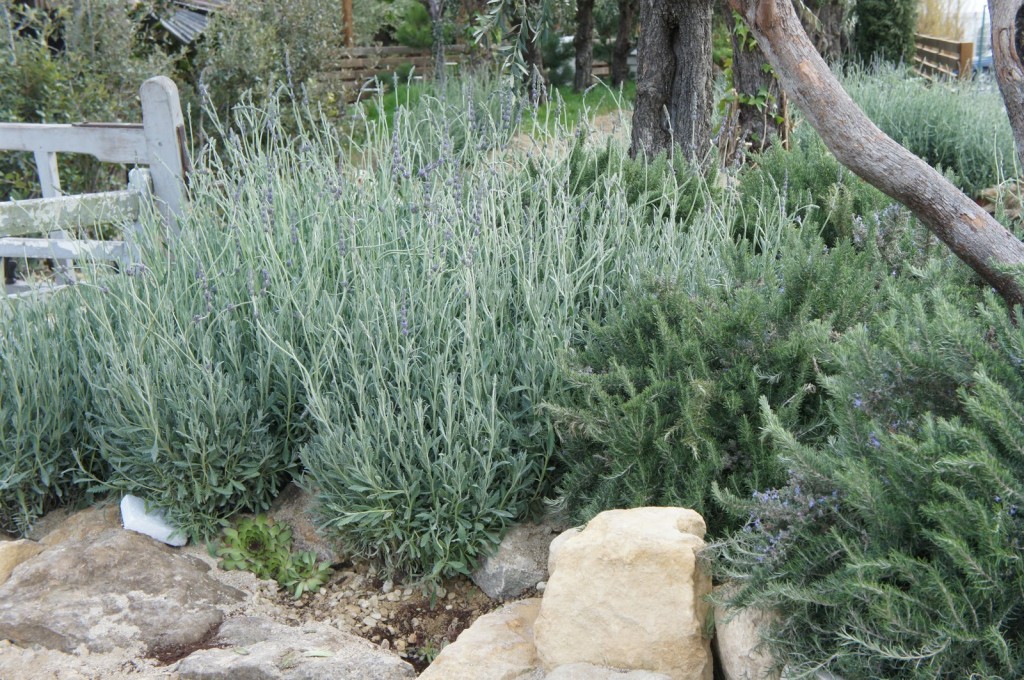 Sweet-smelling lavender - but is it fully hardy?