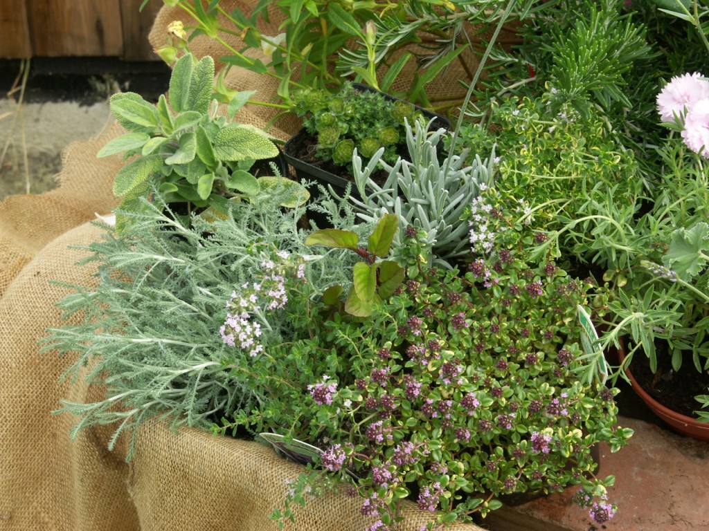 Herbs ready for planting - and good for freezing - thyme, sage, rosemary and lavender (the santolina bottom left is not a culinary herb but one whose dried stems are used to deter clothes moths)