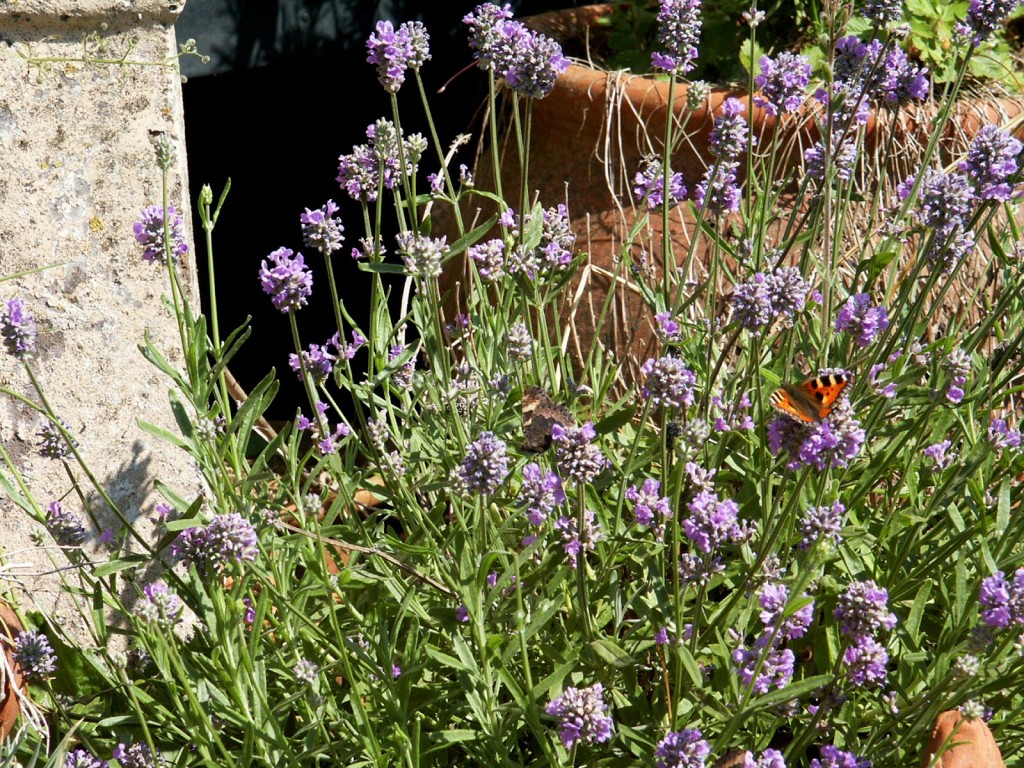 Lavender florets are edible - and a boon to wildlife as well