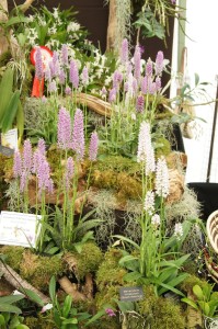 Orchids grown and displayed by  schoolchildren - remarkable
