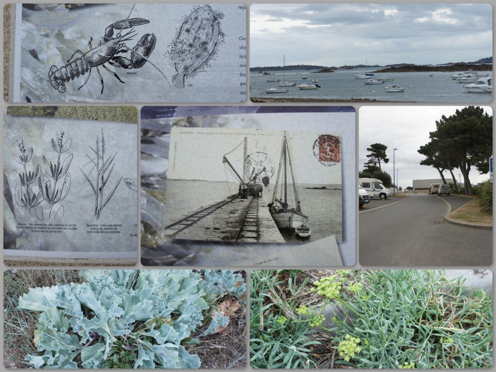 Sea-loving plants and my journal collage