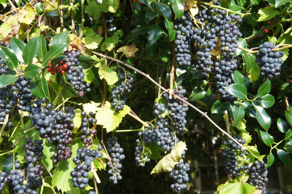 These grapes for wine making have colonised our holly tree