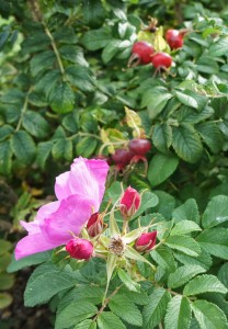 Petals and hips of this Rosa rugosa are edible
