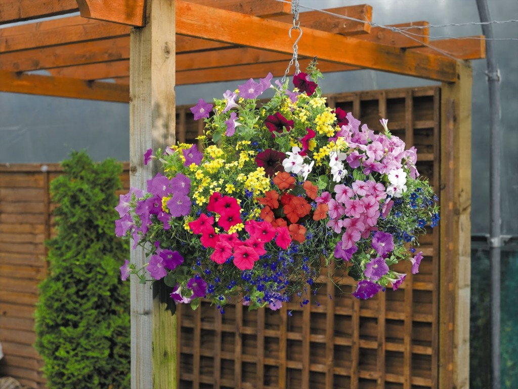 Hanging baskets add that extra dimension to house and garden.