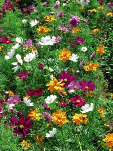Aren't these glorious? Cosmos 'Feng Shui'