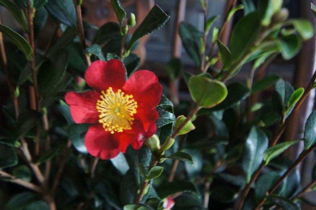 Camellia vernalis 'Yuletide' - a birthday gift