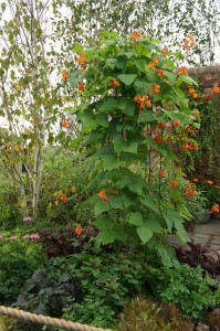 Skilful use of plants and obelisk