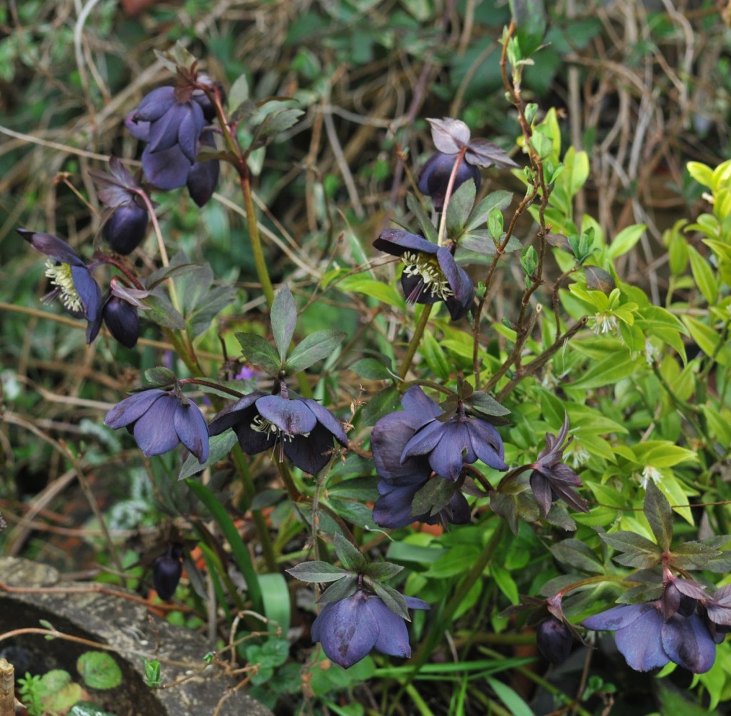 These dark-coloured Hellebores appear through the ground-cover