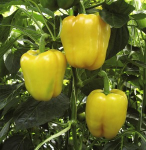 Grafted pepper 'Chelsea F1'