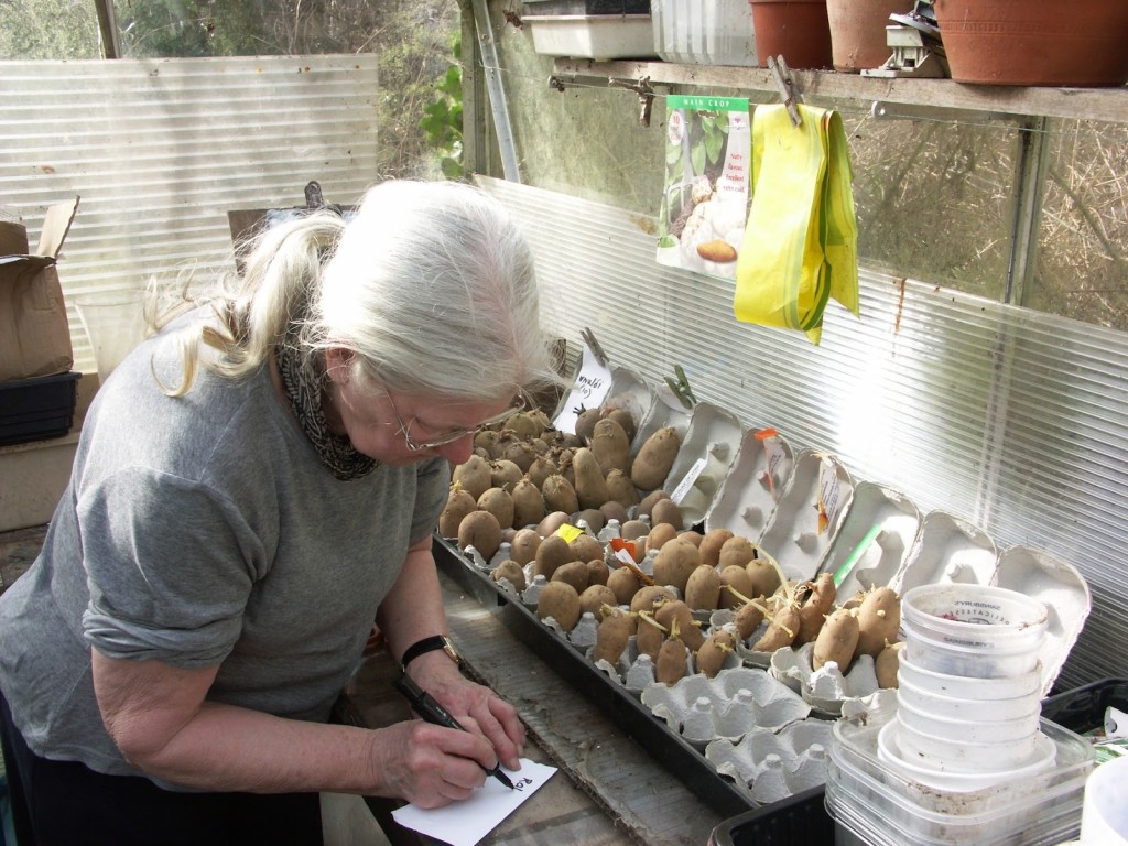 Setting potatoes to chit in the greenhouse - don't forget labels