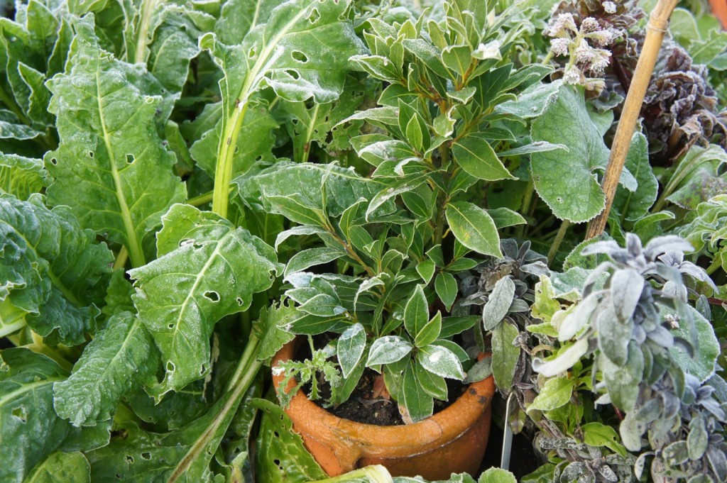 Frost has not affected my potager - and the raised beds drain well, too.