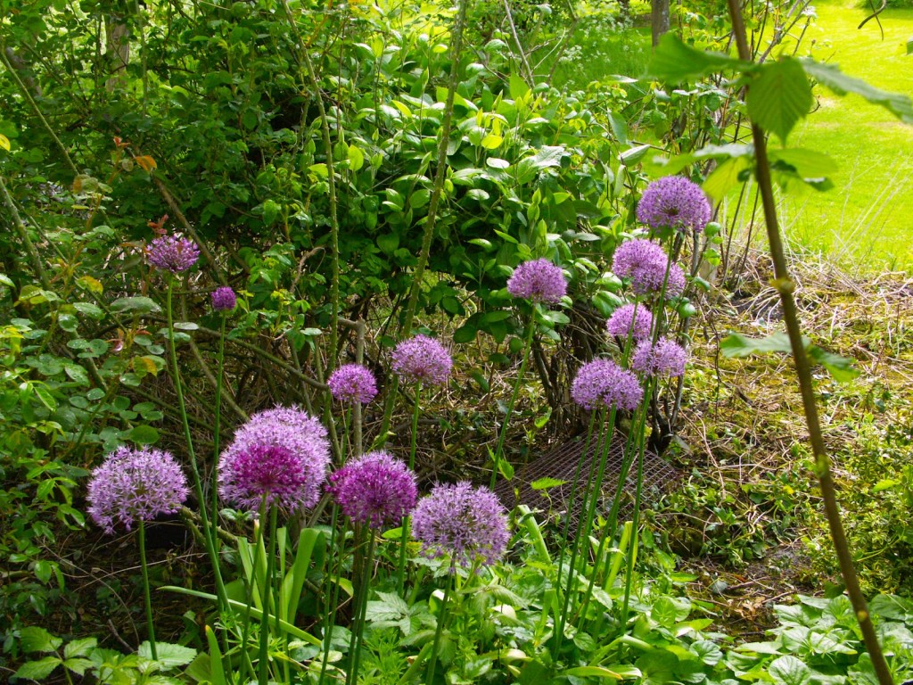 self-seeded alliums in the neglected shrubbery 