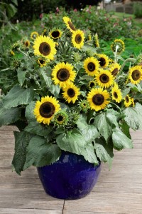 sunflower waooh