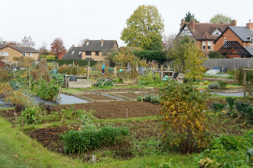 an immaculate Gloucestershire allotment 