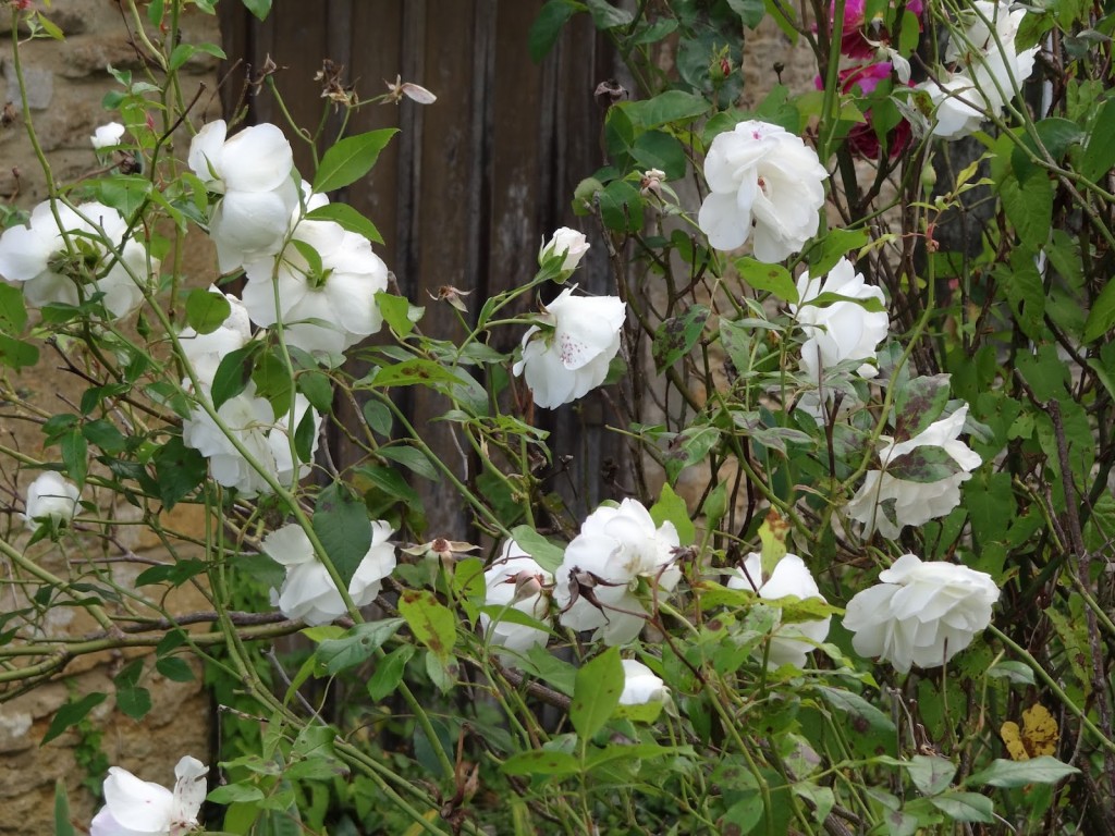 Long-lived Iceberg flowers even on Christmas Day