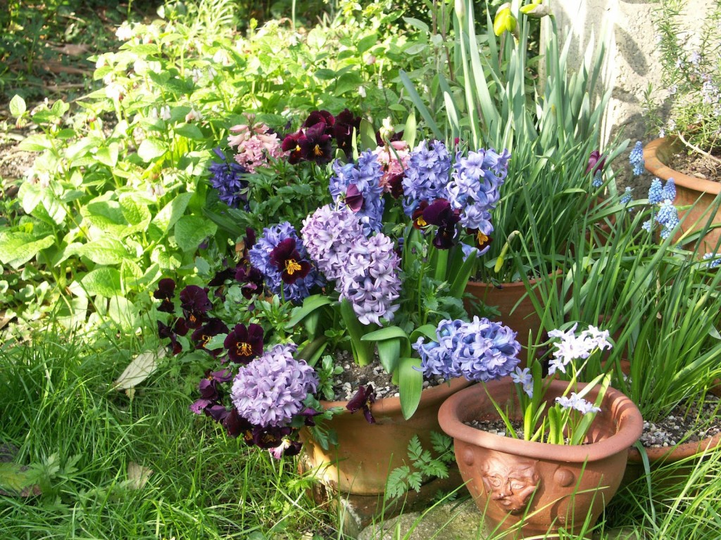 Bulbs in pots fill odd corners of the garden with Spring fragrance and colour