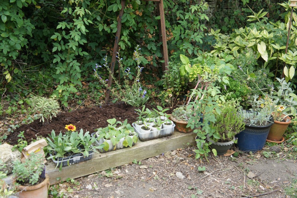 adding perennials and herbs to the potager