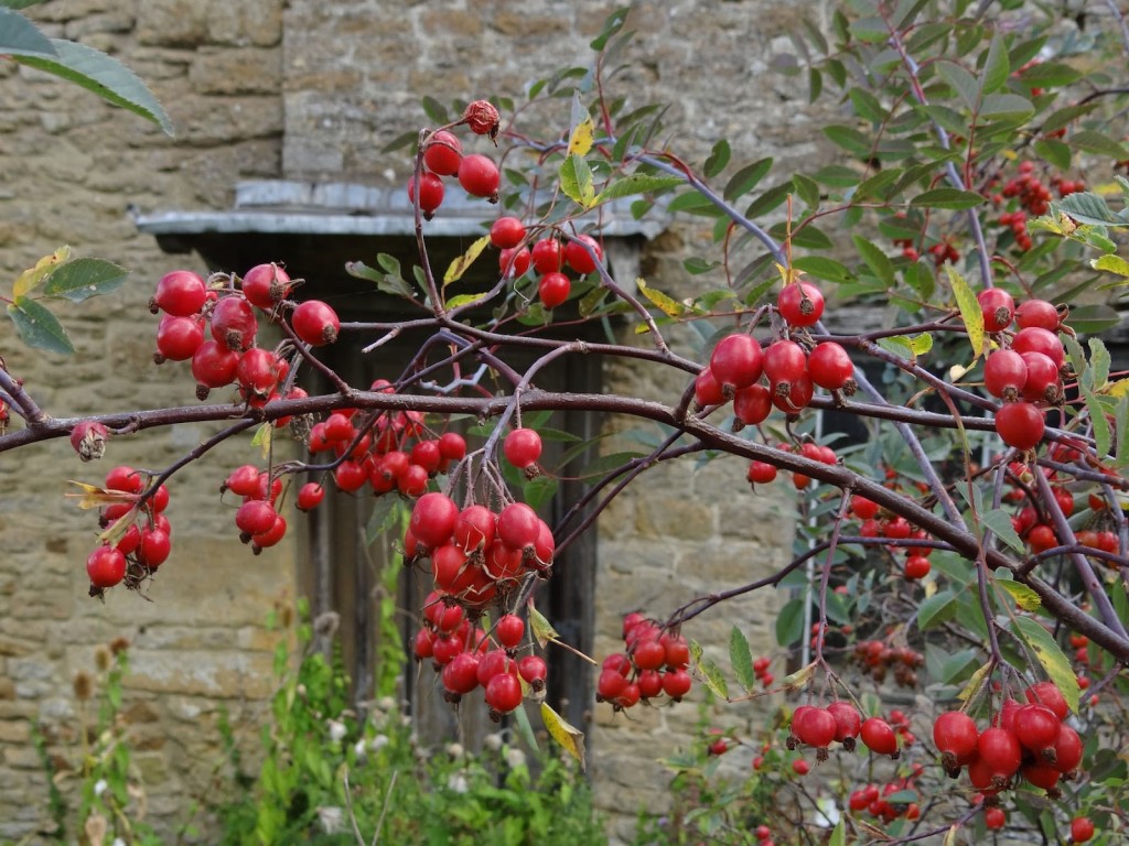 Spectacular rose hips provide Autumn colour - and food for birds