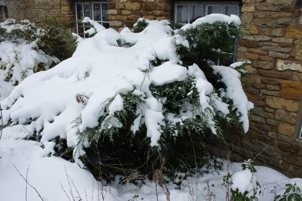 A juniper weighted down by a heavy snowfall