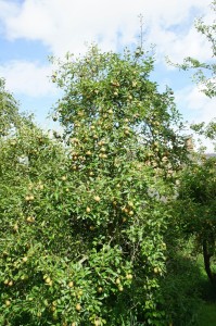 pear tree in summer
