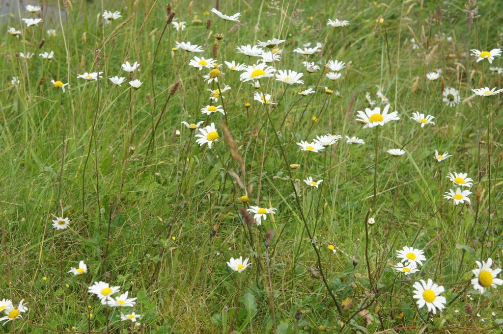 Oxeye daisies in profusion