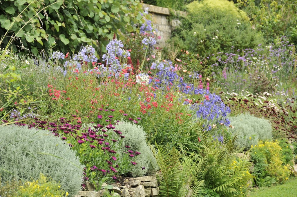 Glorious perennials in a sheltered Cotswold garden
