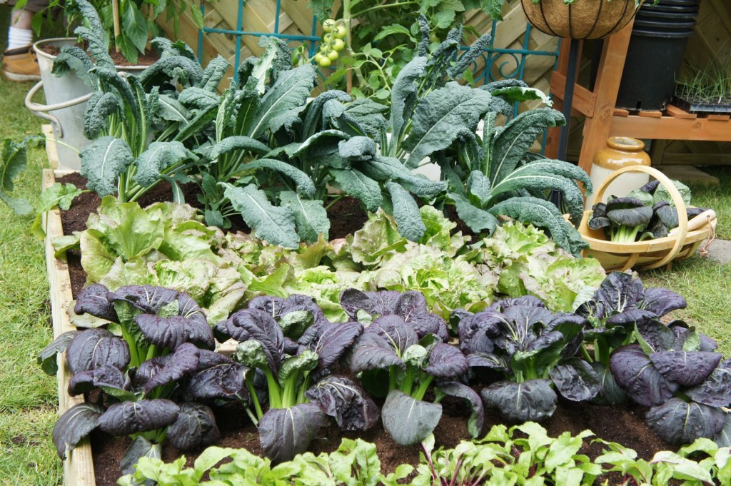 lush vegetables grown in simple raised wooden beds