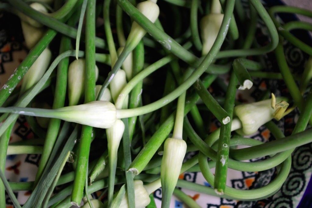 Garlic 'scapes' are a delicious addition to the cook's repertoire