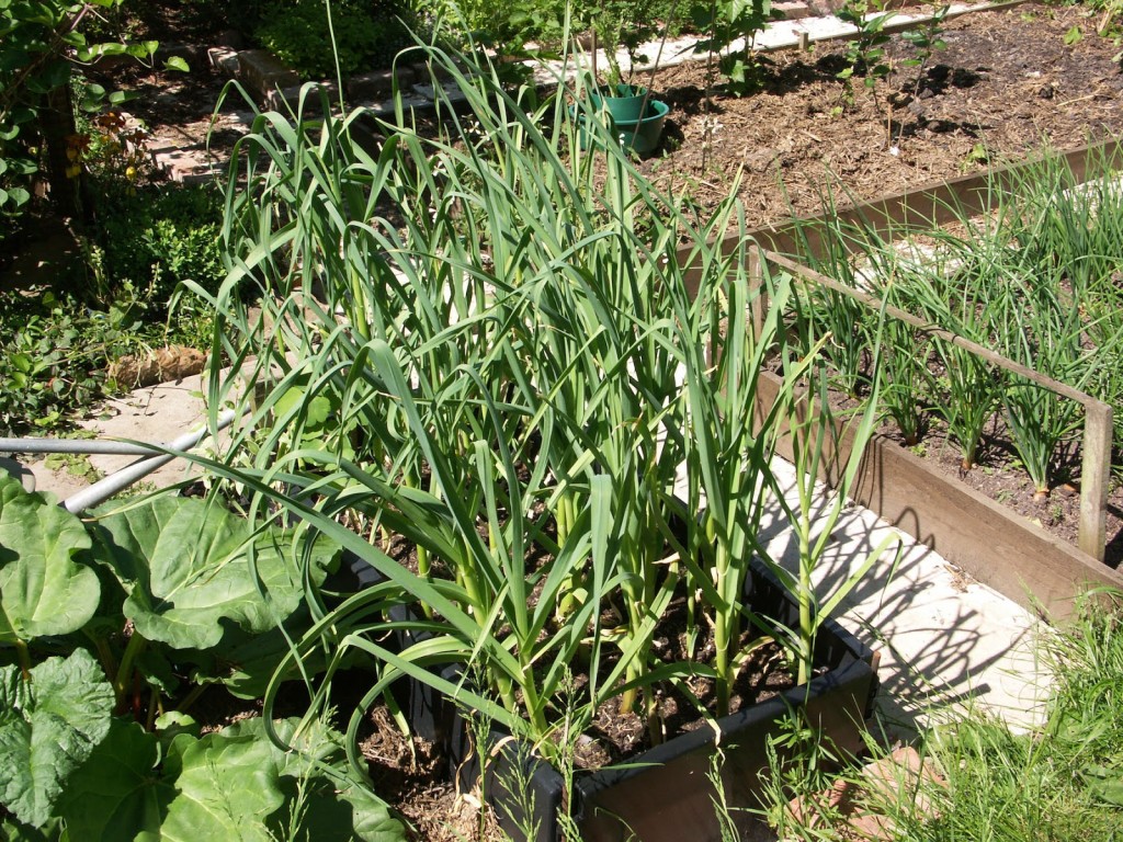 Hardneck garlic growing in one of my raised beds (2011)