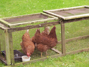 rescue hens late 90's
