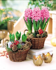 'Fragrant Hyacinths'