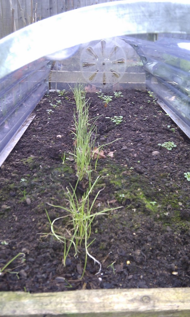Spring onions thriving under a cloche