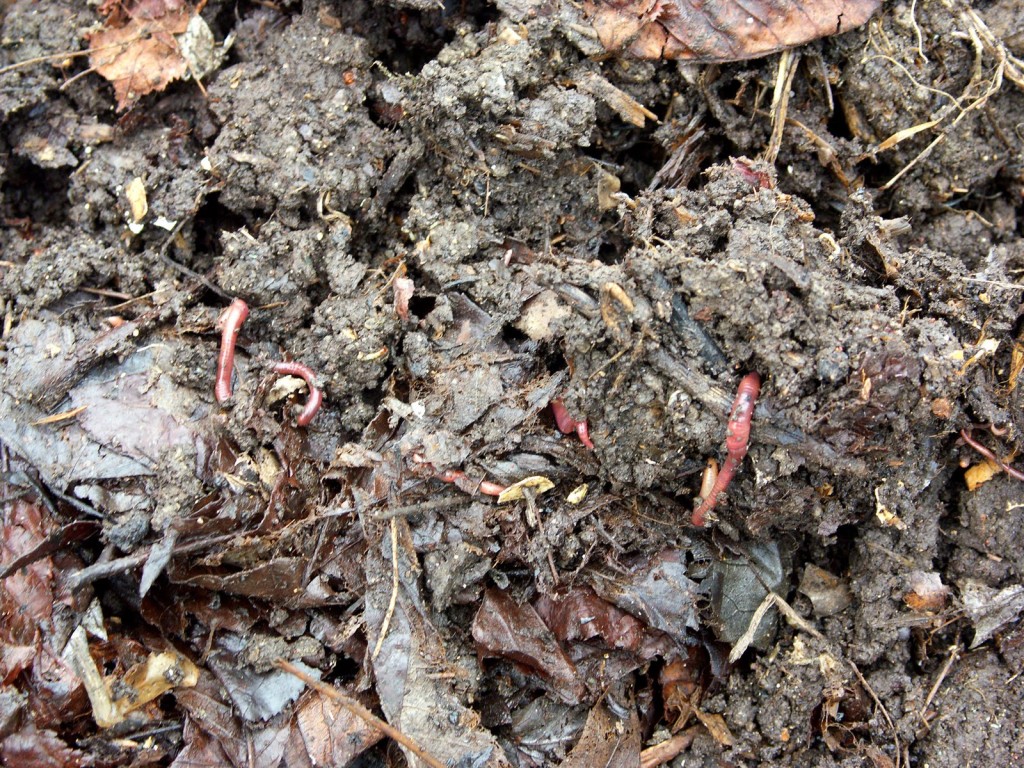 worms in good rich compost
