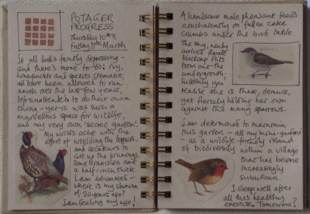 scans from A Pocket Guide to British Birds
