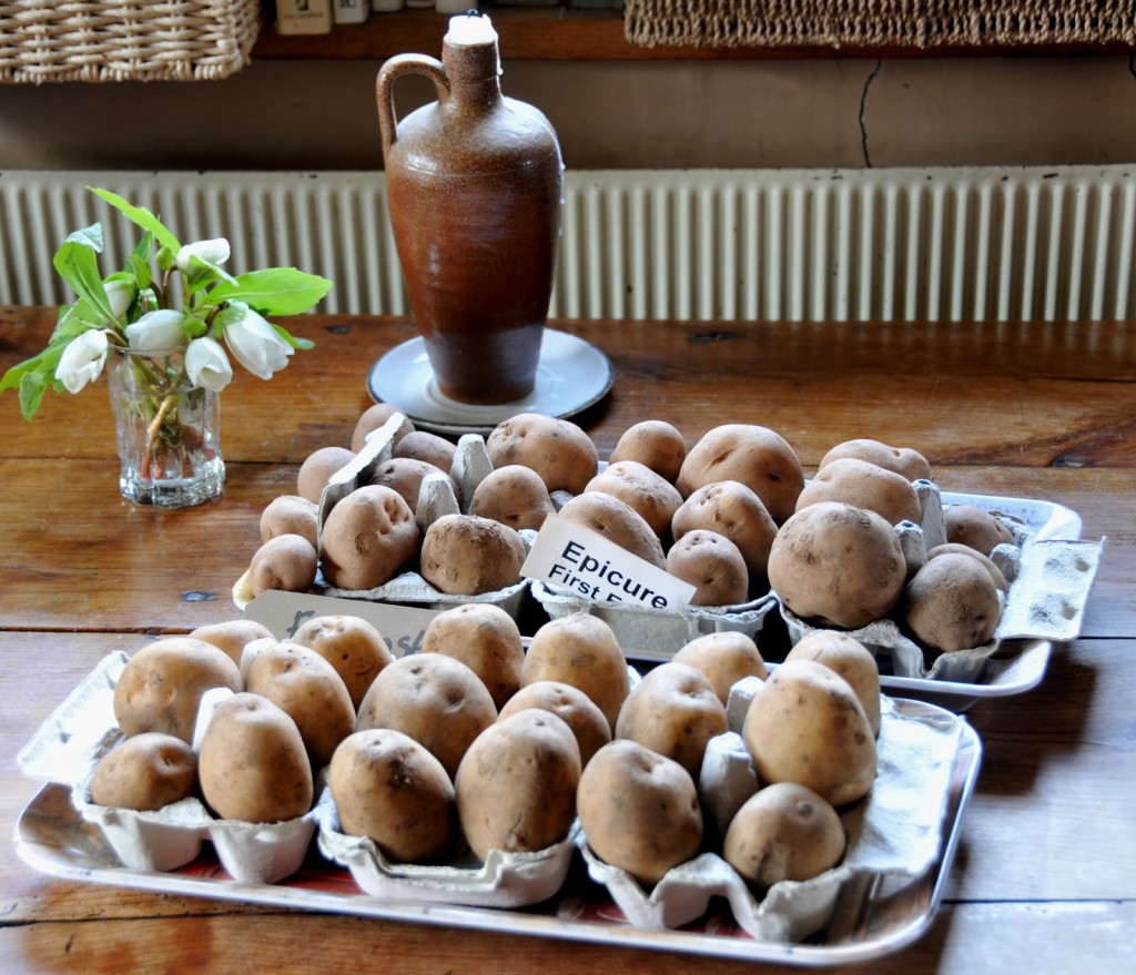 tubers in egg boxes