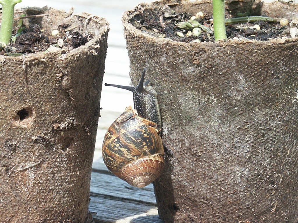 snail droppings can be used to enrich potting composts